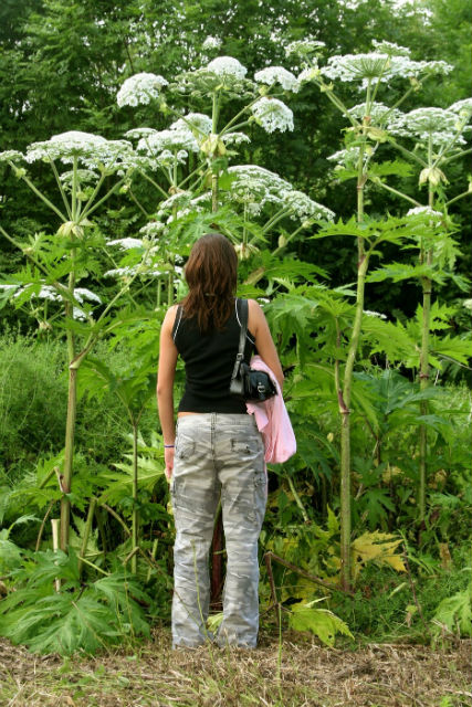 Vigyázz, maradandó lehet a kaukázusi medvetalp okozta sérülés! Vigyázz, maradandó lehet a kaukázusi medvetalp okozta sérülés!