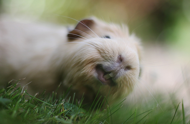 Ez a cuki tengerimalac az internet legújabb állatsztárja - fotók