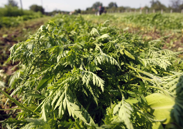 Fotó: Bugány János / MTI