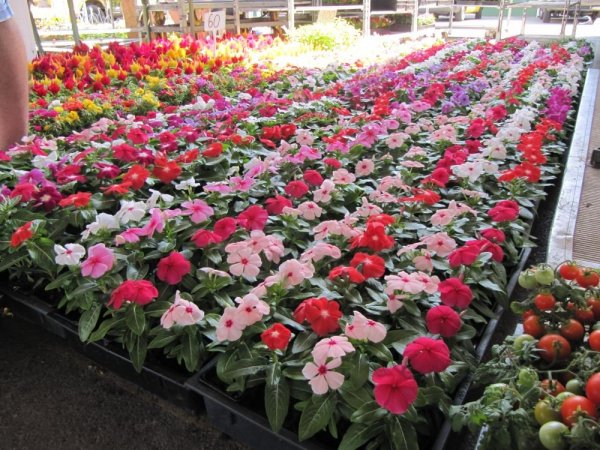 Miért olyan drága a virág?