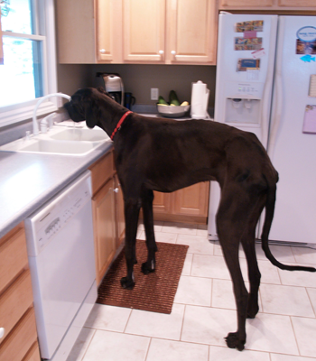 Fotó: MTI/AP/Kalamazoo Gazette-MLive Media Group/Jonathon Gruenke