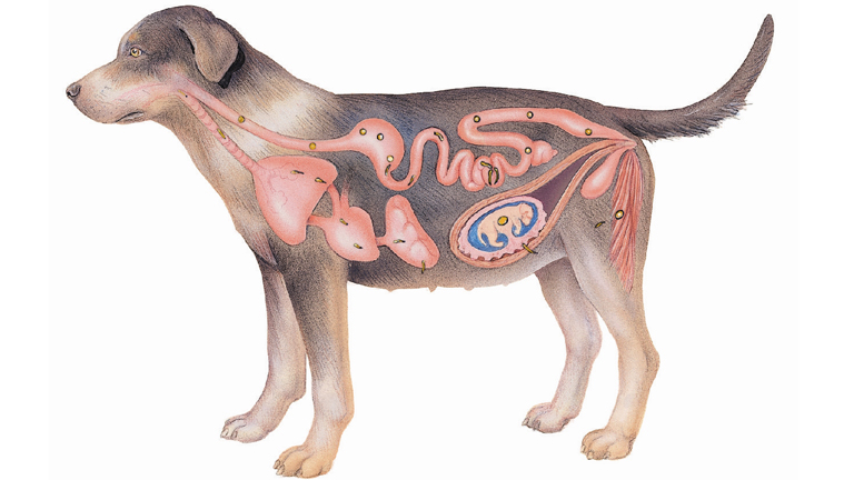 Gyerekekre is veszélyes a bélféreg