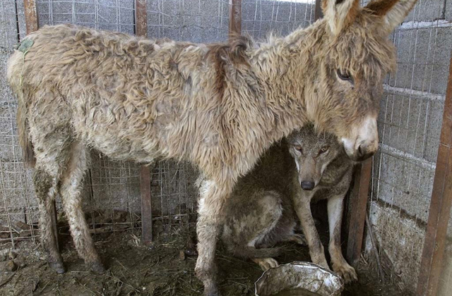 Ebédre kapta a legjobb barátját a farkas