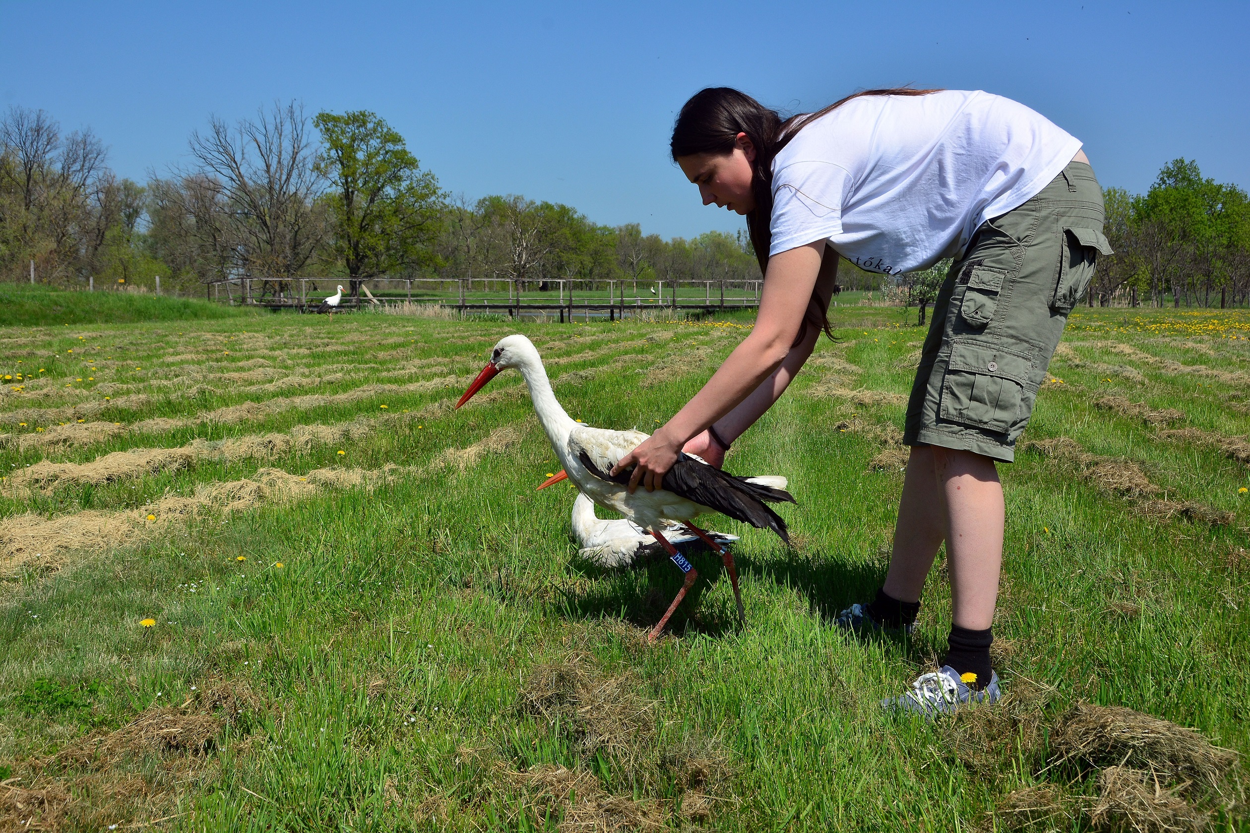 Vadállatmentők: ellátták a Pesten megszökött anakondát és az ólban tartott leopárdot