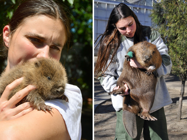 Vadállatmentők: ellátták a Pesten megszökött anakondát és az ólban tartott leopárdot