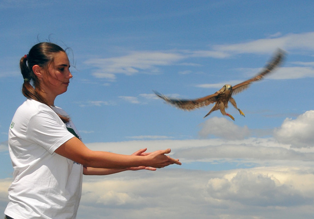 Vadállatmentők: ellátták a Pesten megszökött anakondát és az ólban tartott leopárdot