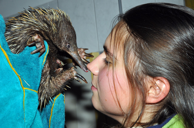 Vadállatmentők: ellátták a Pesten megszökött anakondát és az ólban tartott leopárdot