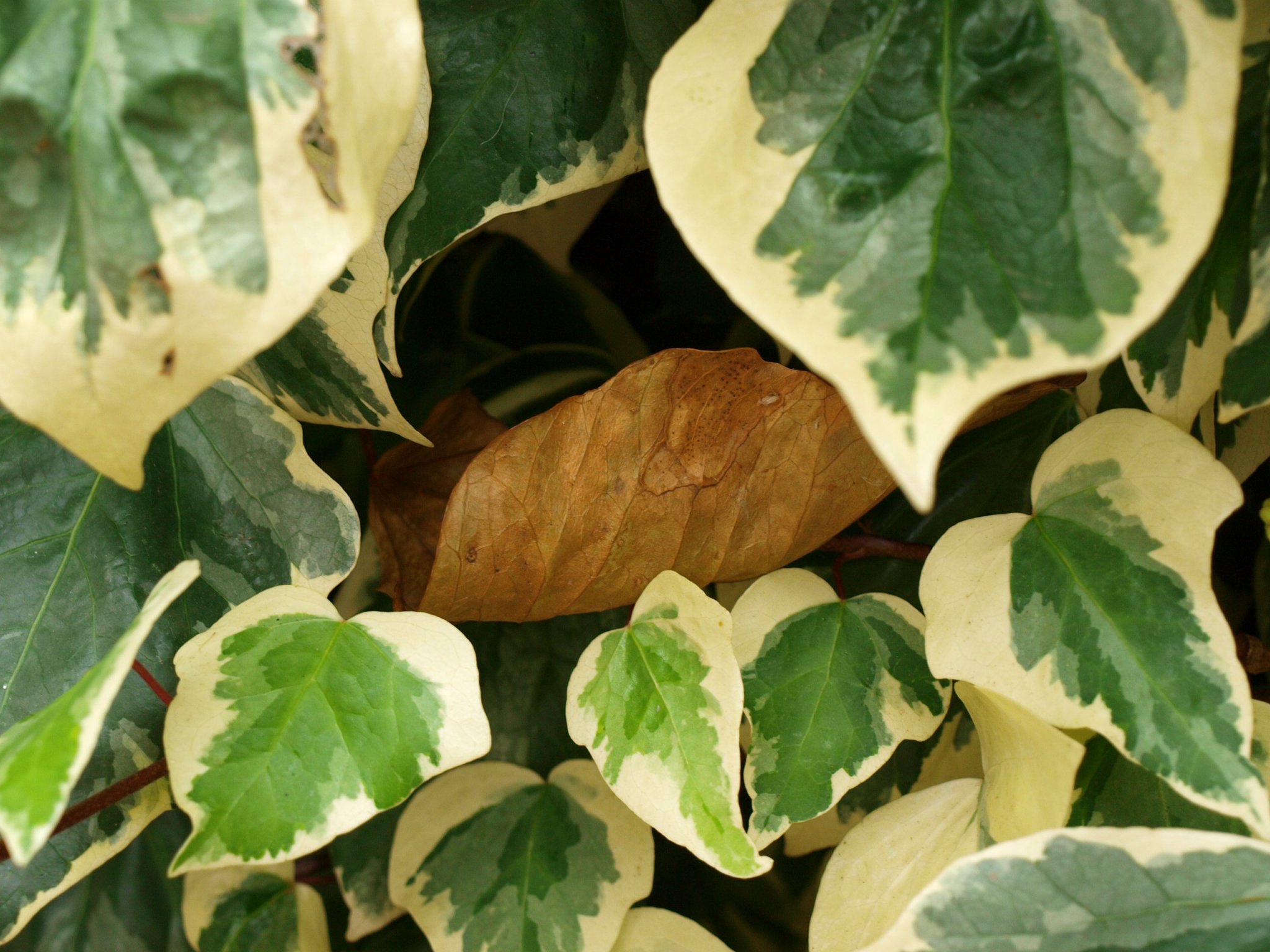 Ilyen is lehet az ősz