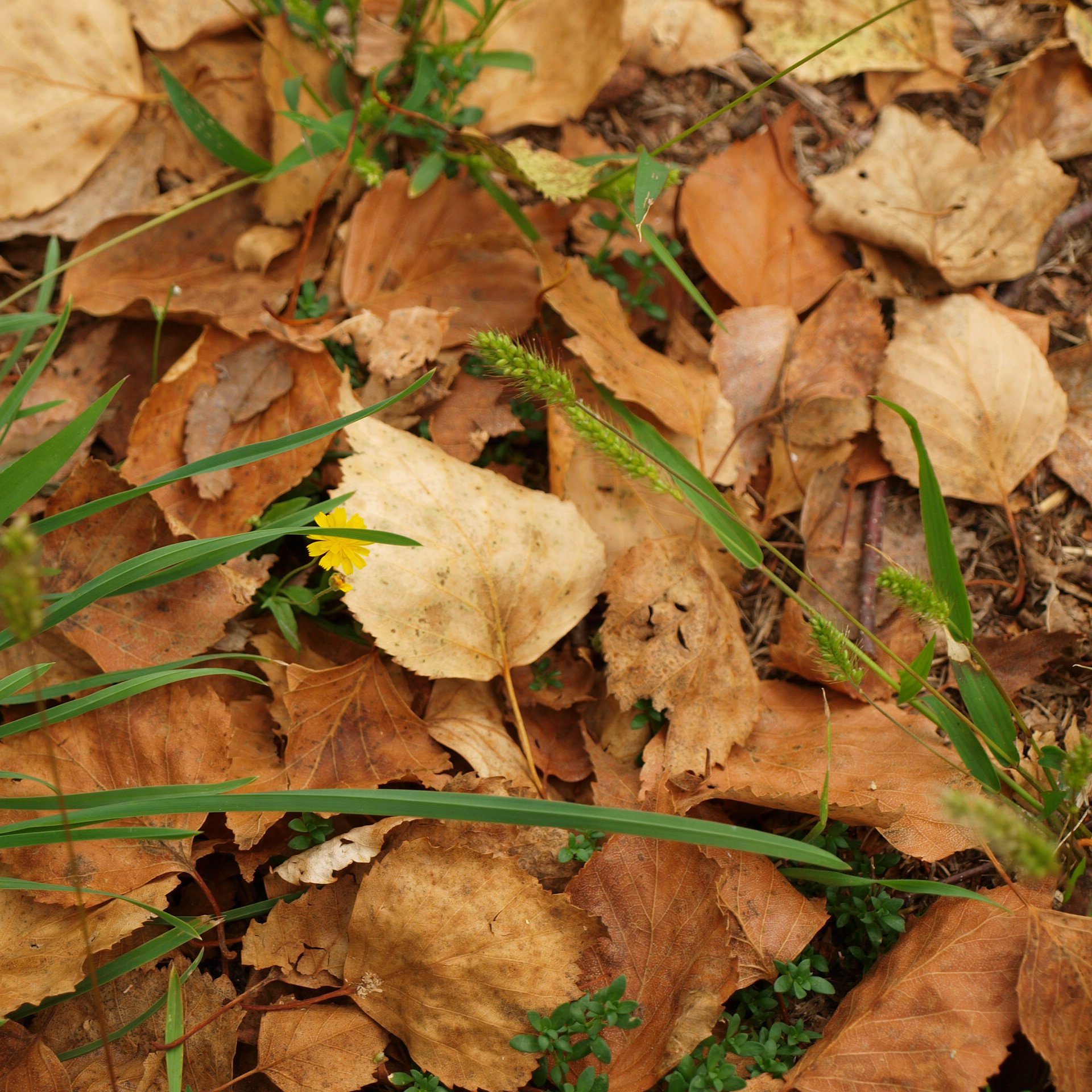 Ilyen is lehet az ősz