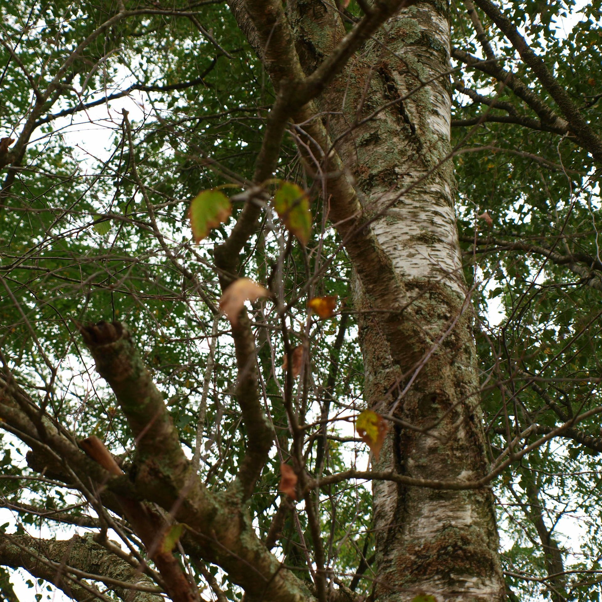 Ilyen is lehet az ősz