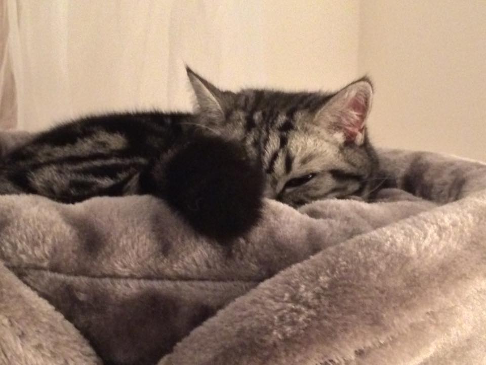 Hazatalált Erzsi cica Hazatalált Erzsi cica