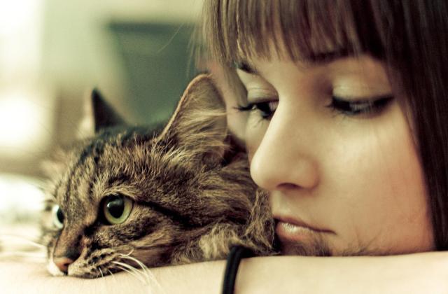 Milyen macska illik hozzád? Milyen macska illik hozzád?