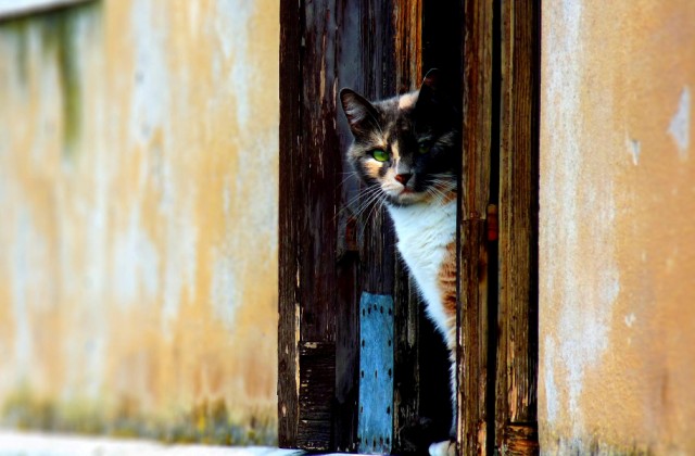 Milyen macska illik hozzád? Milyen macska illik hozzád?