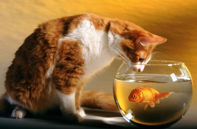 Macskadiéta - ilyen a jó cicaétrend