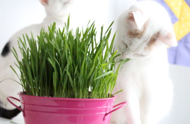 Macskadiéta - ilyen a jó cicaétrend