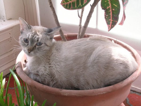 Macskák a virágtartóban - elképesztő