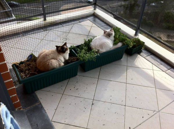 Macskák a virágtartóban - elképesztő