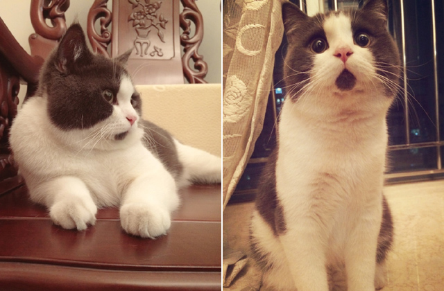 A csodálkozó macska az internet legújabb macskasztárja