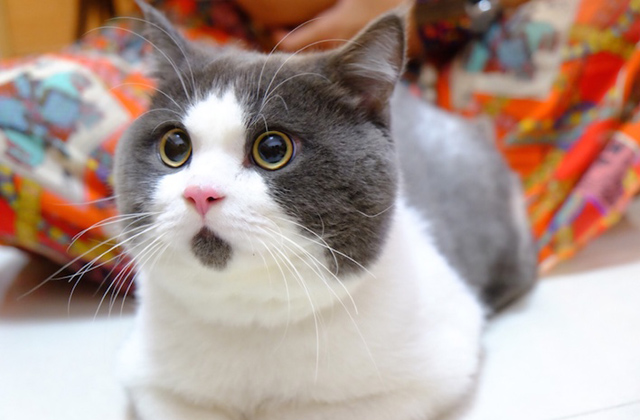 A csodálkozó macska az internet legújabb macskasztárja