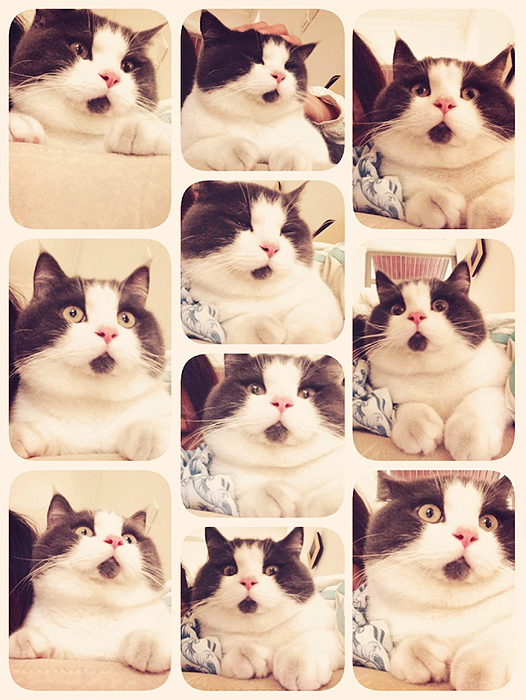 A csodálkozó macska az internet legújabb macskasztárja A csodálkozó macska az internet legújabb macskasztárja