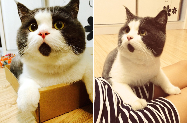 A csodálkozó macska az internet legújabb macskasztárja A csodálkozó macska az internet legújabb macskasztárja