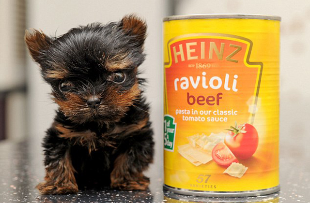 5 centi magas a világ legkisebb kutyakölyke - fotók