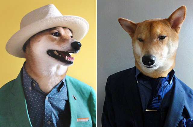 Férfimodellként dolgozik egy kutya