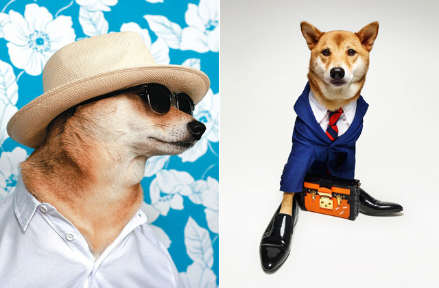 Férfimodellként dolgozik egy kutya