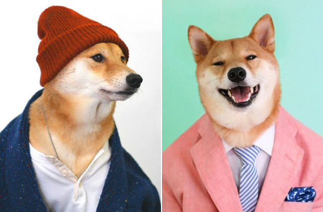 Férfimodellként dolgozik egy kutya