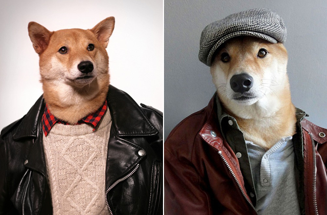 Férfimodellként dolgozik egy kutya