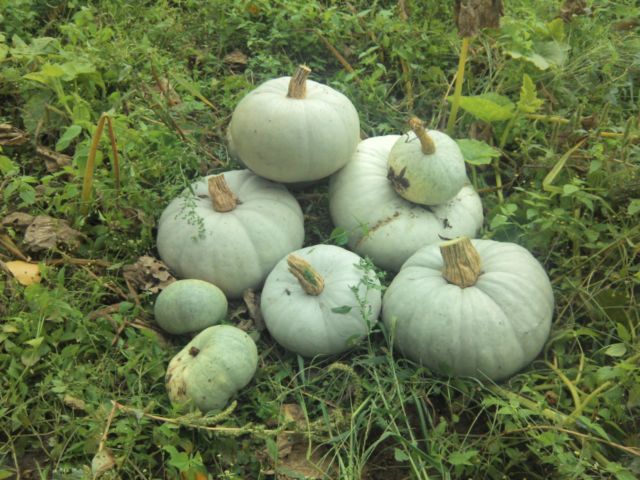 Sütőtököt, de milyet?