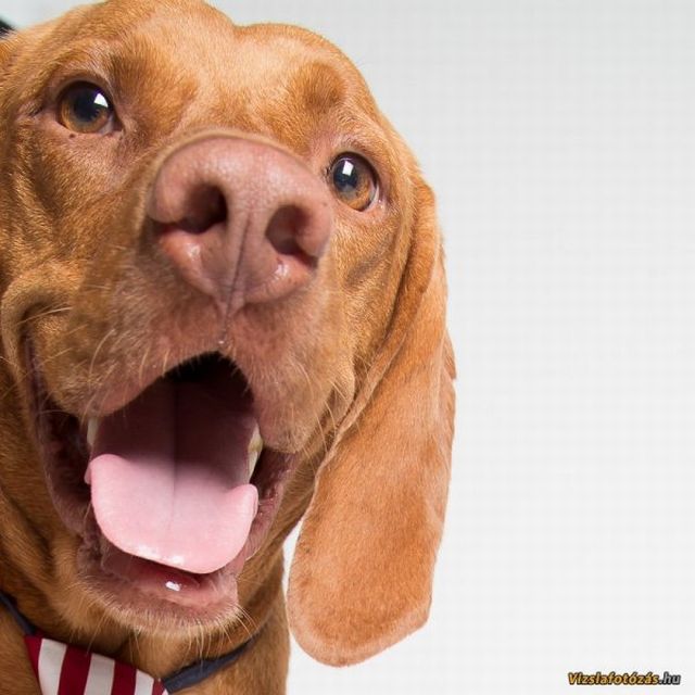 11 kép Deményről, a celebkutyáról 11 kép Deményről, a celebkutyáról