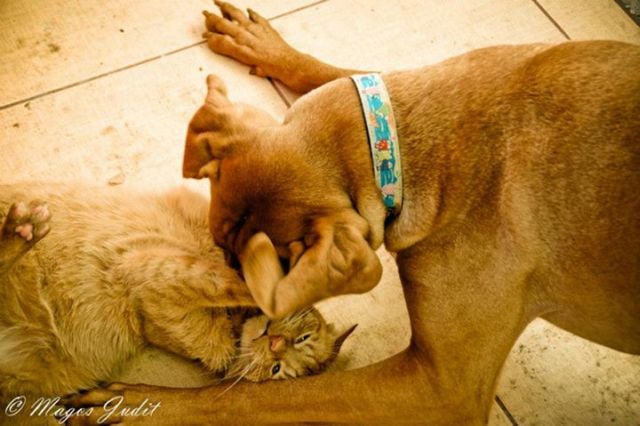 11 kép Deményről, a celebkutyáról 11 kép Deményről, a celebkutyáról