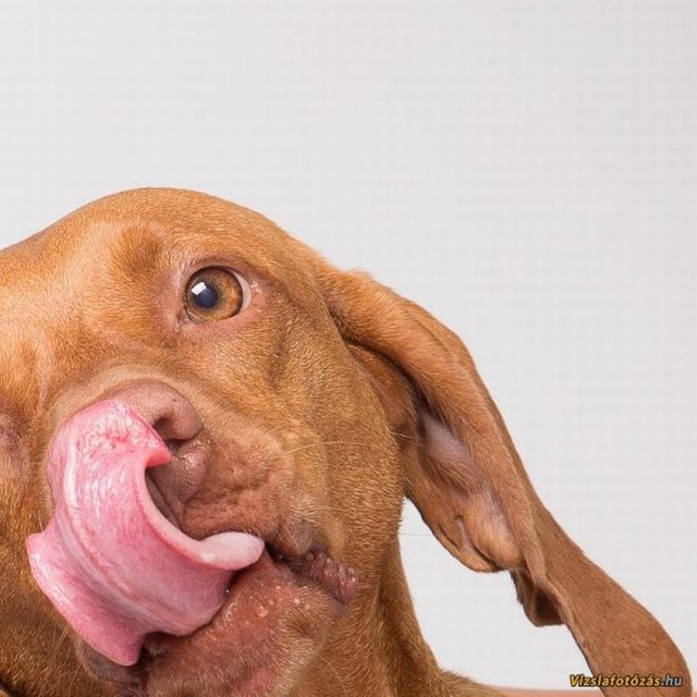 11 kép Deményről, a celebkutyáról 11 kép Deményről, a celebkutyáról