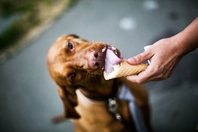 11 kép Deményről, a celebkutyáról 11 kép Deményről, a celebkutyáról