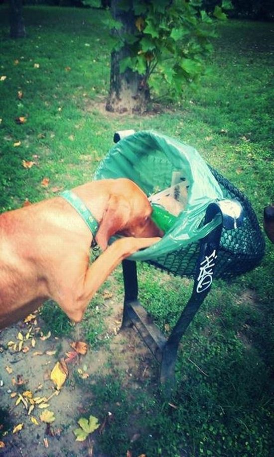 11 kép Deményről, a celebkutyáról 11 kép Deményről, a celebkutyáról