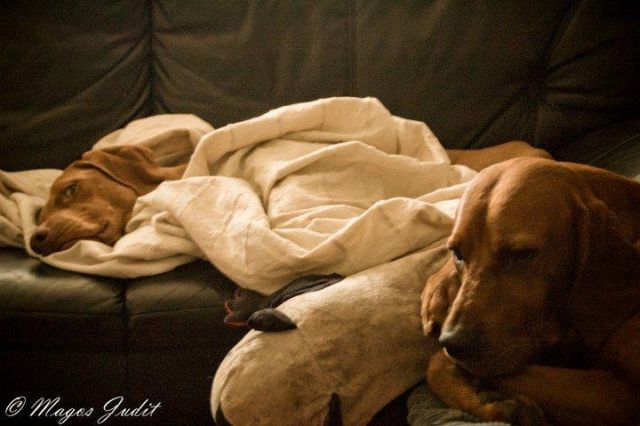 11 kép Deményről, a celebkutyáról 11 kép Deményről, a celebkutyáról