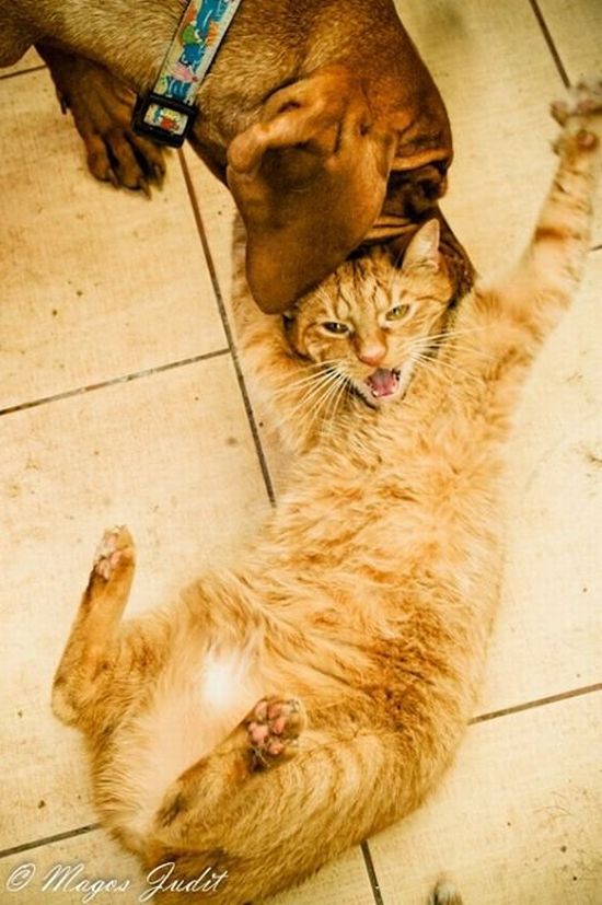 11 kép Deményről, a celebkutyáról 11 kép Deményről, a celebkutyáról