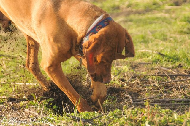 11 kép Deményről, a celebkutyáról 11 kép Deményről, a celebkutyáról