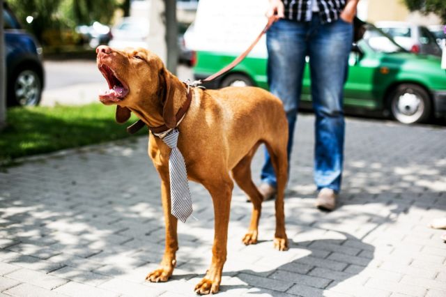 11 kép Deményről, a celebkutyáról 11 kép Deményről, a celebkutyáról