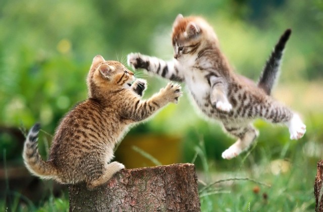 Macska egészség – így tartsd egészségesen a cicust