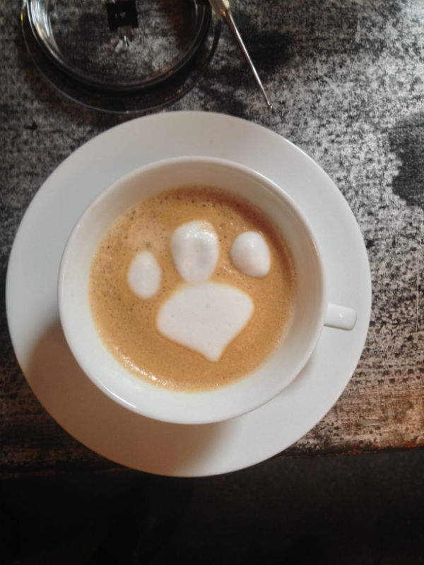 Hogyan lesz a tejhabból integető kismacska? Hogyan lesz a tejhabból integető kismacska?