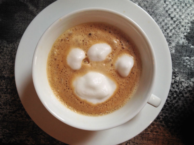 Hogyan lesz a tejhabból integető kismacska? Hogyan lesz a tejhabból integető kismacska?