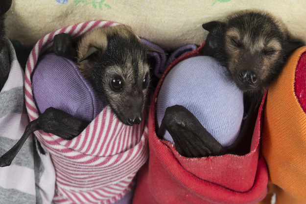Rémísztő Halloween helyett übercuki denevérek