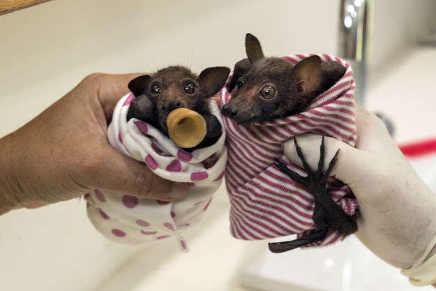 Rémísztő Halloween helyett übercuki denevérek