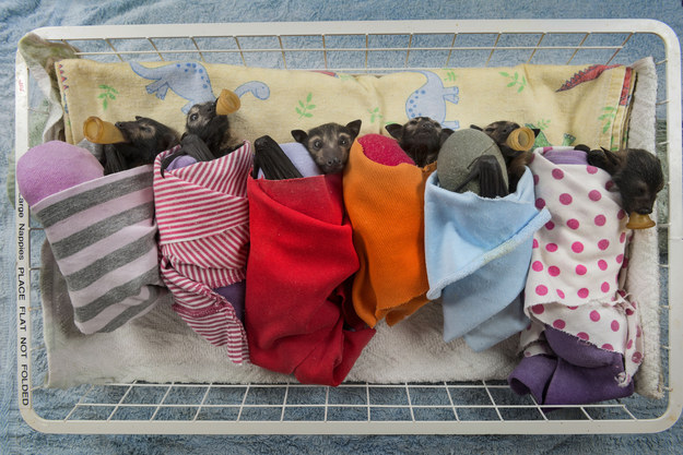 Rémísztő Halloween helyett übercuki denevérek