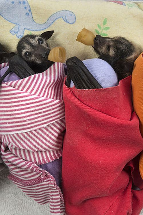 Rémísztő Halloween helyett übercuki denevérek