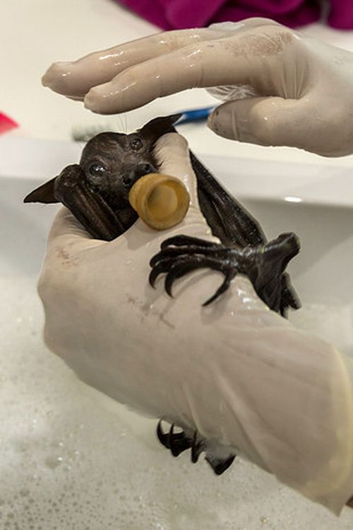 Rémísztő Halloween helyett übercuki denevérek