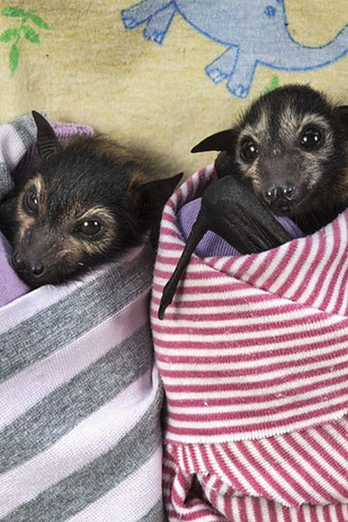 Rémísztő Halloween helyett übercuki denevérek