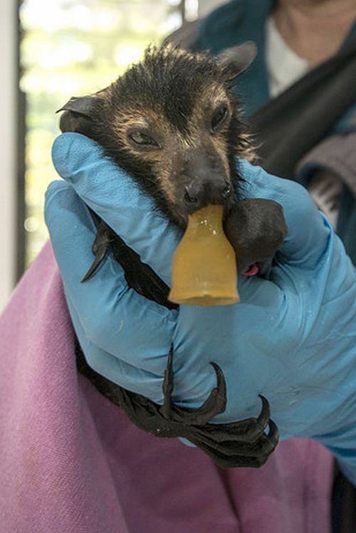 Rémísztő Halloween helyett übercuki denevérek